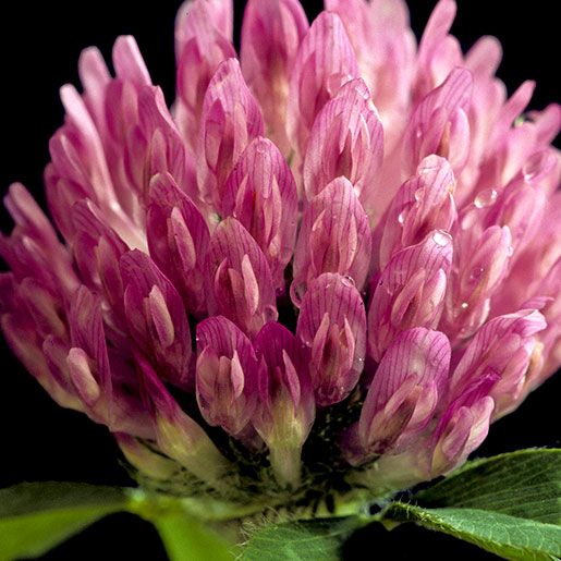  Red clover